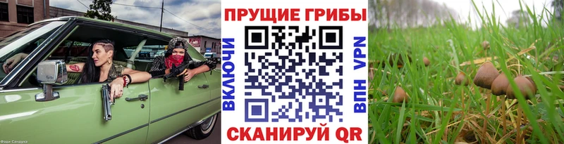Галлюциногенные грибы мухоморы  Камбарка 
